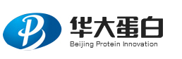 华大蛋白